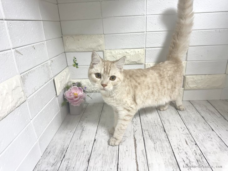 マンチカン【・女の子・2025年2月11日・クリームタビー】