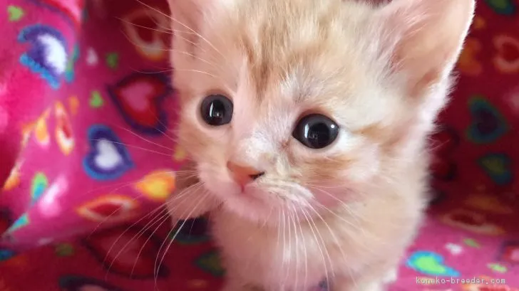 ID:1703-00129の子猫