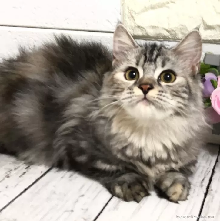 ID:2408-01093の子猫