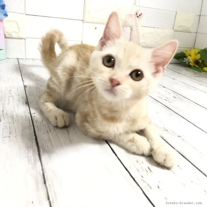 Y.I 様のお迎えした子猫