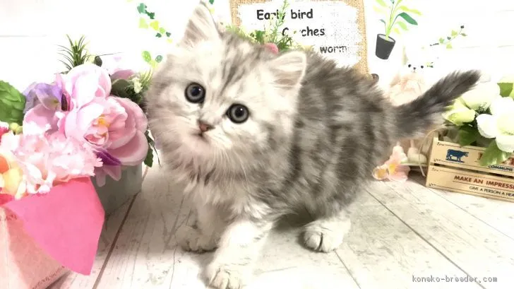 ID：2003-00281の子猫