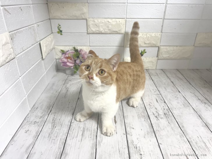 マンチカン【・女の子・2025年1月10日・レッドタビー&amp;ホワイト】