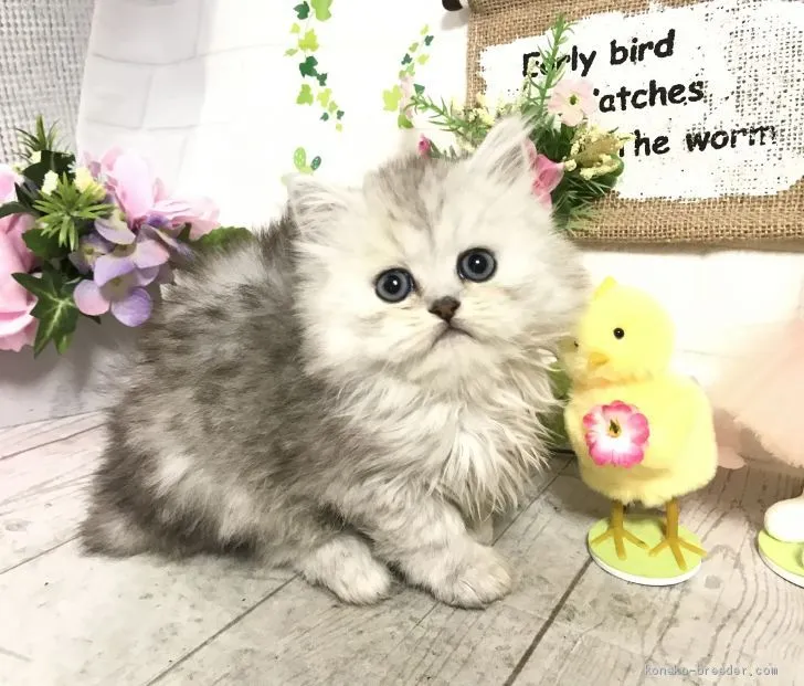 ID：2004-00333の子猫