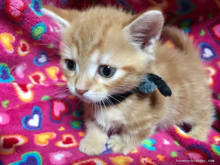 ID：1703-00195の子猫