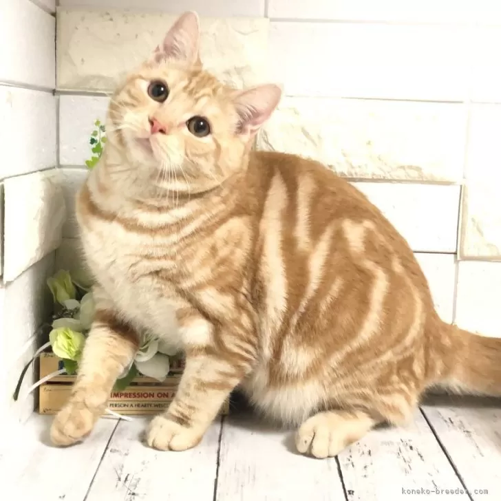 ID:2307-01639の子猫