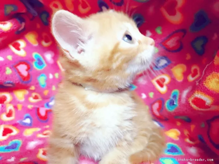 ID:1703-00256の子猫