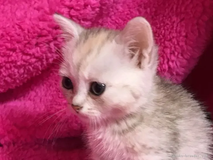 ID：1707-00266の子猫