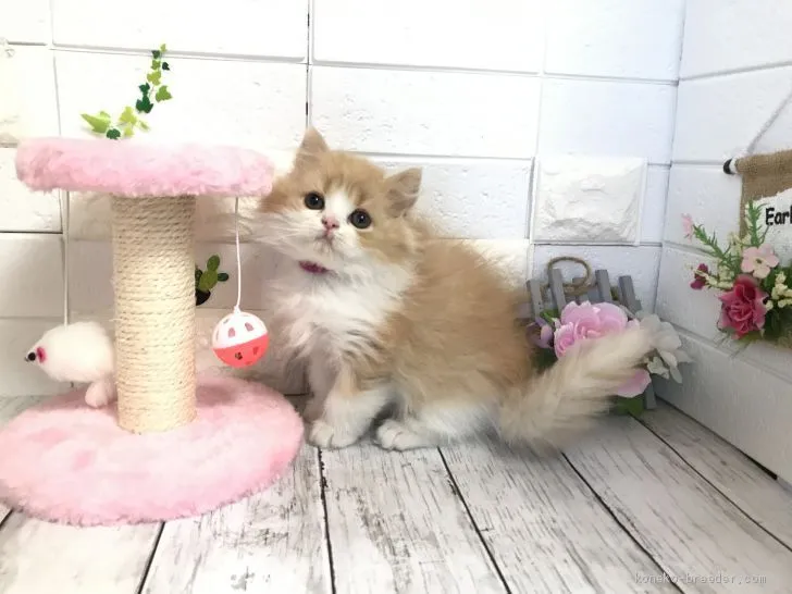 ID：2012-01262の子猫