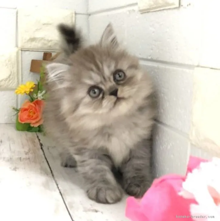 ID:2304-00135の子猫