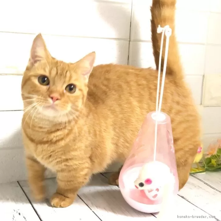 ID:2307-01634の子猫
