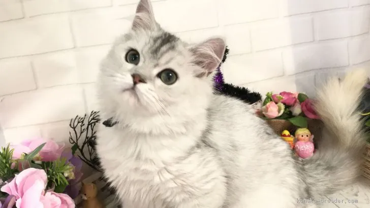 ID:1909-00099の子猫