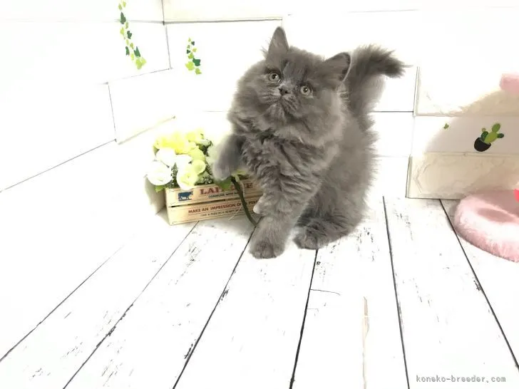 ID:2206-00739の子猫