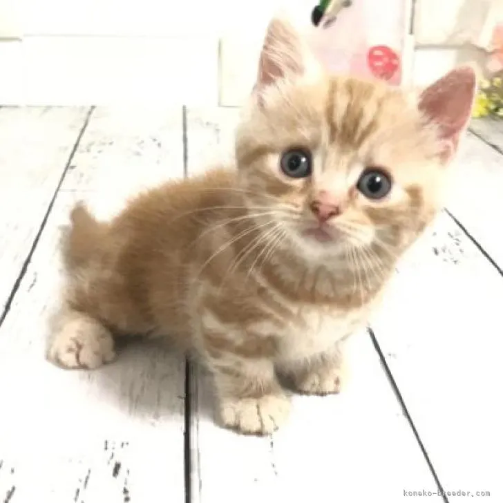 ID:2207-02799の子猫