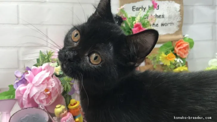 ID:1810-00320の子猫