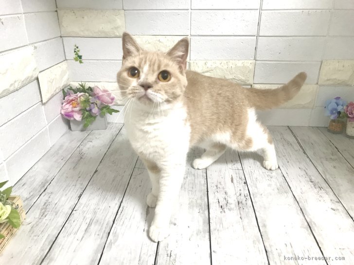 ブリティッシュショートヘア【・女の子・2023年2月25日・クリームタビー&amp;ホワイト】