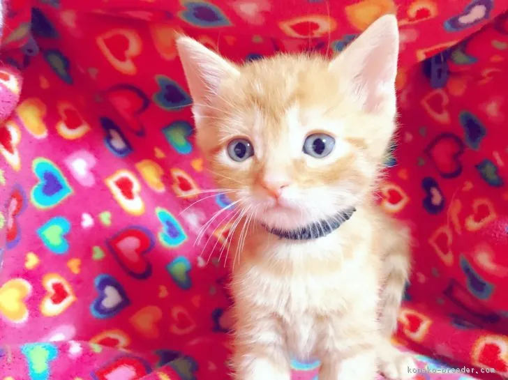 ID:1703-00200の子猫