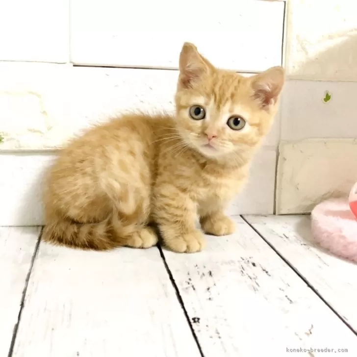 ID:2404-00028の子猫