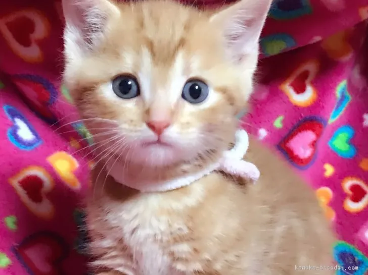 ID:1702-00747の子猫