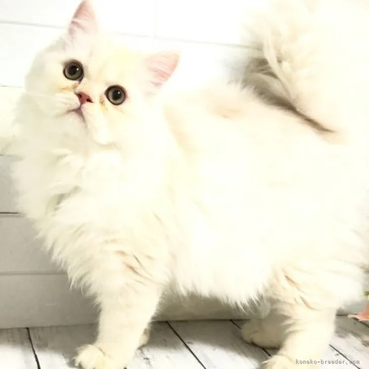 ID：2305-02855の子猫