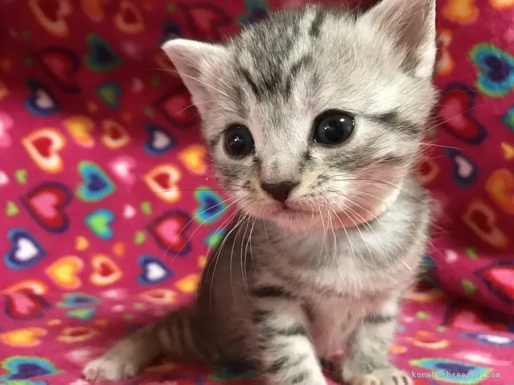 ID：1703-00336の子猫