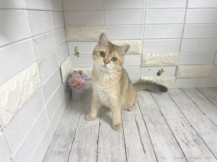 ブリティッシュショートヘア【・女の子・2025年2月26日・ゴールデン】