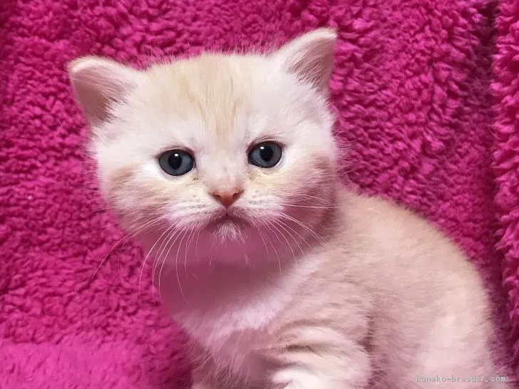 ID:1804-01199の子猫
