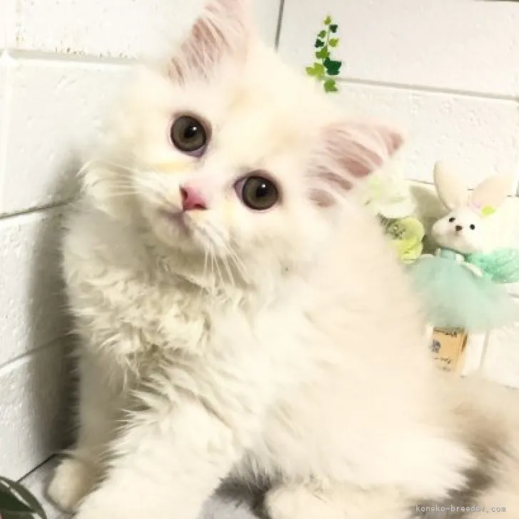 ID:2305-02856の子猫