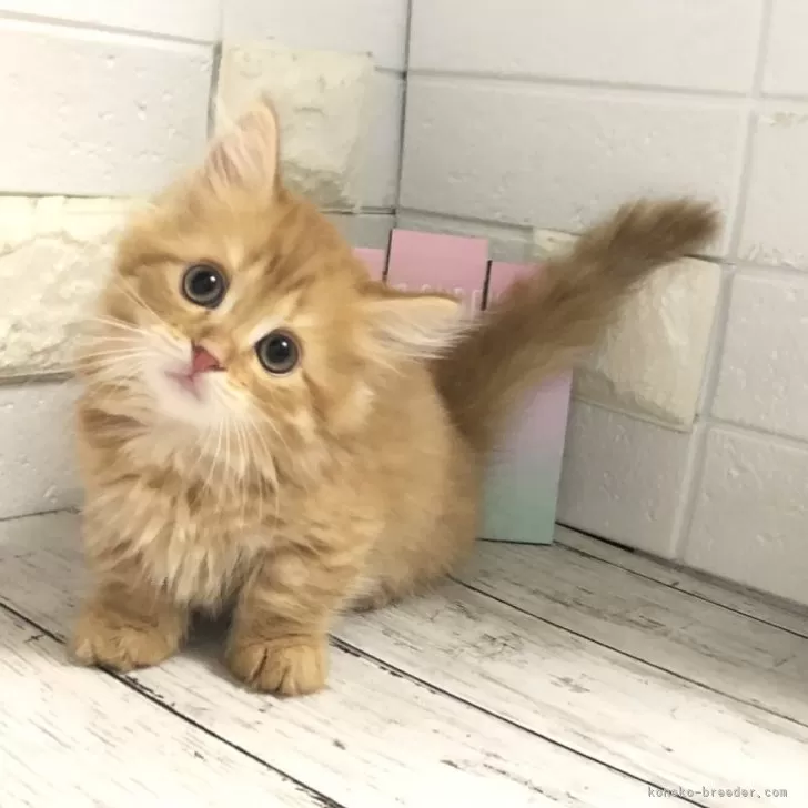 ID:2407-02666の子猫