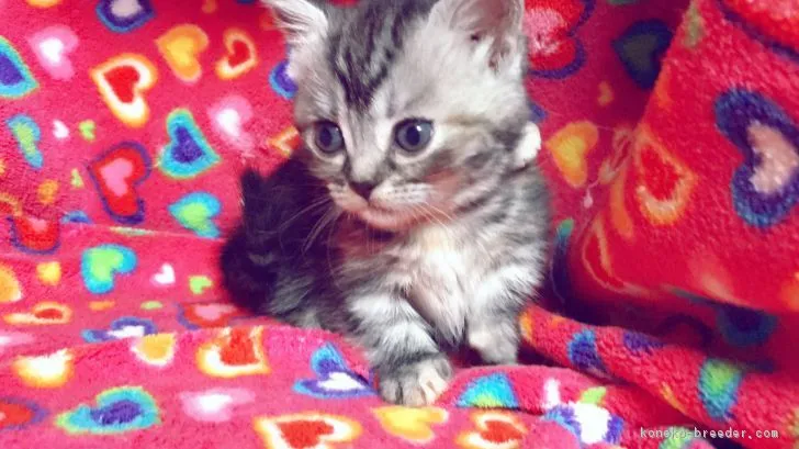 ID:1703-00376の子猫