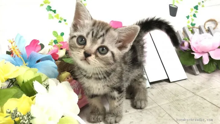 ID:2005-02100の子猫