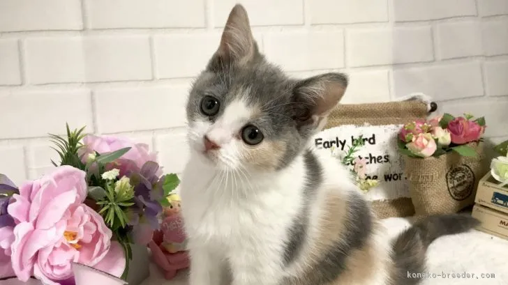 ID:1902-00020の子猫