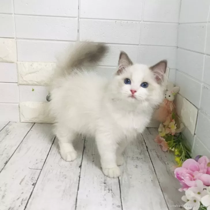 ID：2405-02563の子猫