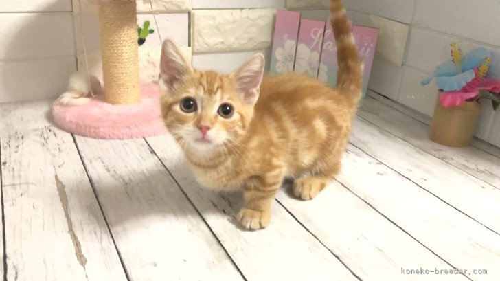 マンチカン【・女の子・2024年5月12日・レッドタビー】