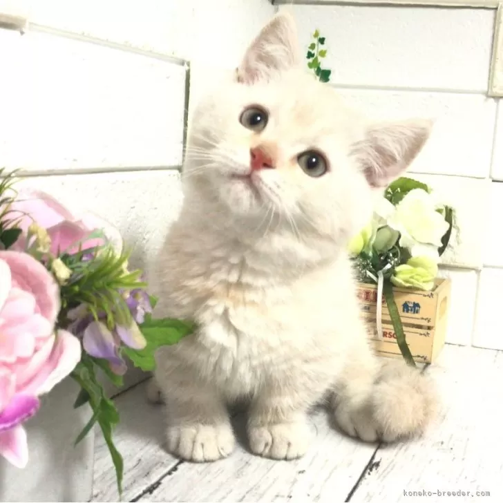 ID:2402-00808の子猫