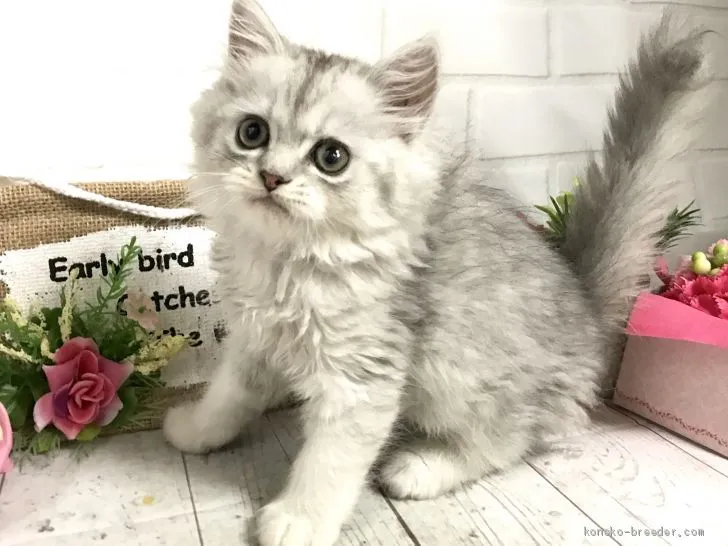 ID：1906-01267の子猫