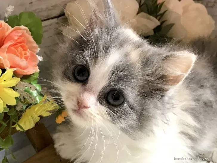 ID：1901-00541の子猫