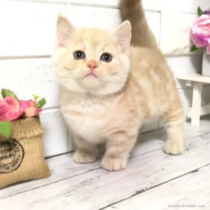 ID：2304-00142の子猫