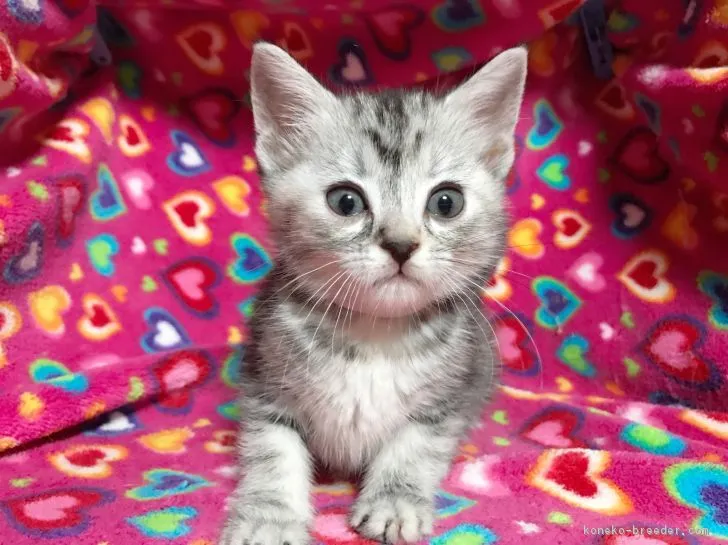 ID：1702-00596の子猫