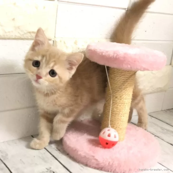 ID:2405-00849の子猫