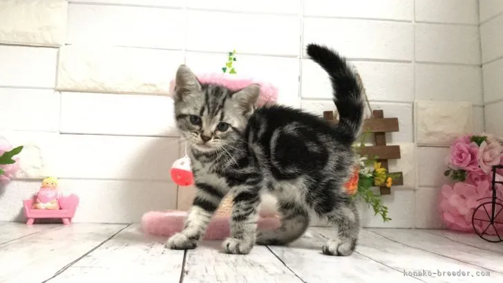 ID：2105-00149の子猫
