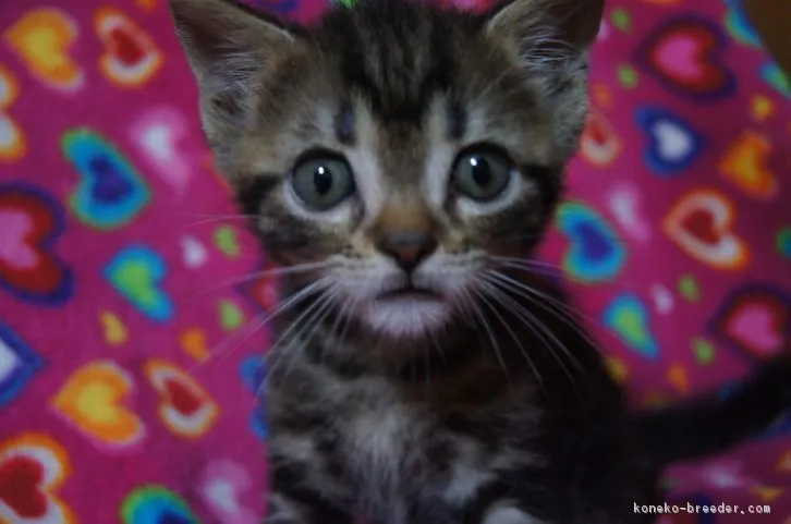 ID:1609-00675の子猫