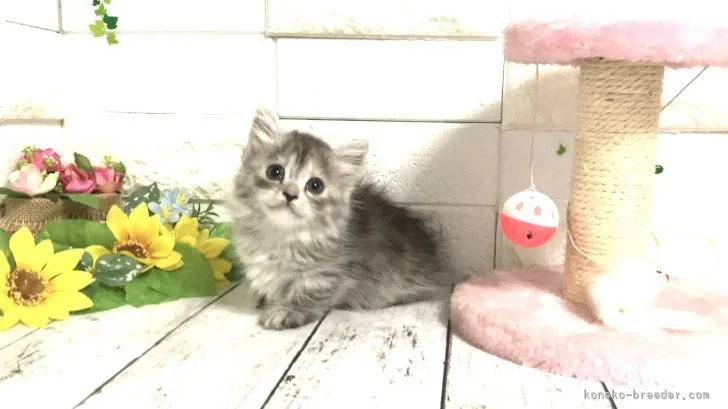 ID：2109-00189の子猫