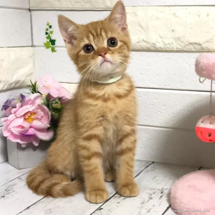 ID:2409-02913の子猫