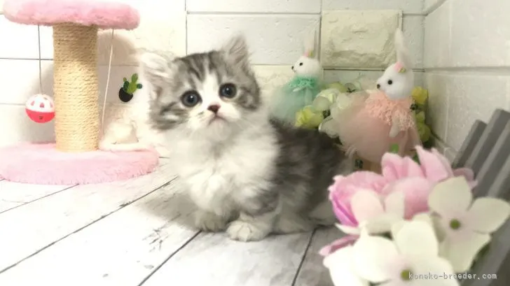 ID：2204-01601の子猫