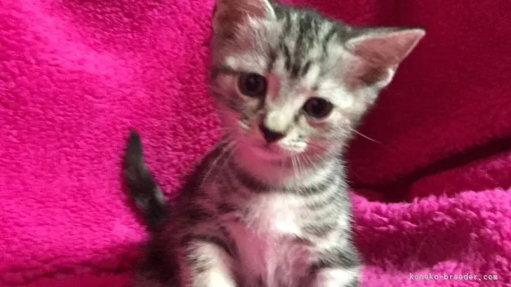 ID:1709-00329の子猫