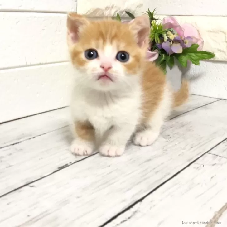 ID:2404-00027の子猫