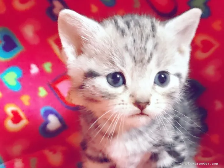 ID：1703-00234の子猫