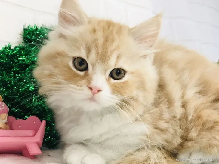 ID:1812-00270の子猫