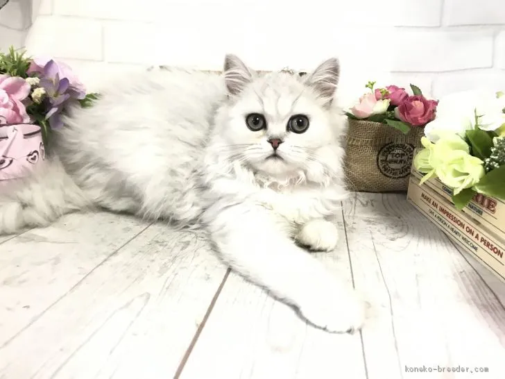 ID:1909-00102の子猫