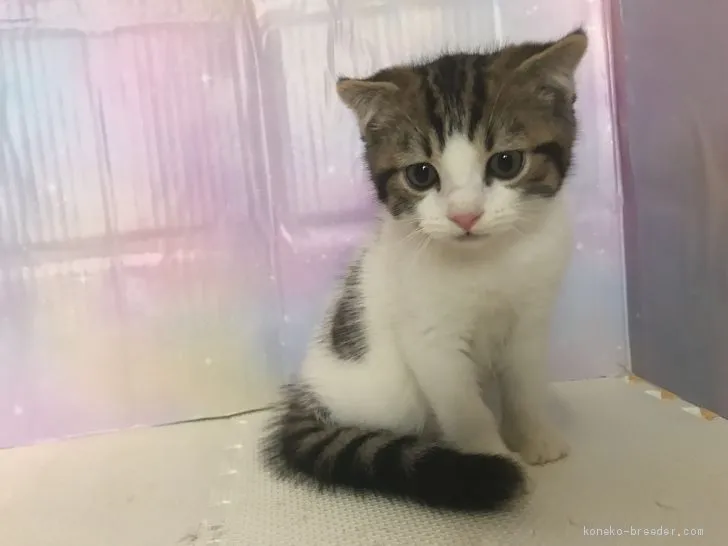 ID:1907-00721の子猫